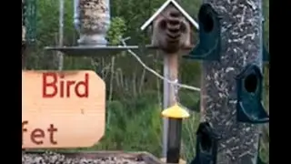 Raccoon goes into bird house