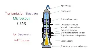 Transmission Electron Microscopy (TEM) | Basic Intro, Instrumentation & Working | Young Researchers