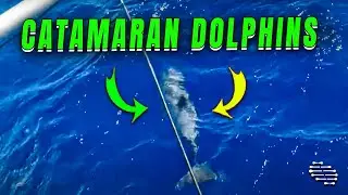 Catamaran Encounters Playful Dolphins While Sailing Between Canary Islands