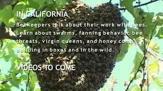 The HIVE : Importance Of Bees