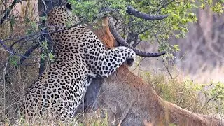 Leopard Takes Down Lechwe Antelope Twice His Size