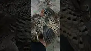 lâu lâu lại bẫy được 2 con chung 1 lưới  #baychim #farming #nature #vlog #funny #voiceeffects