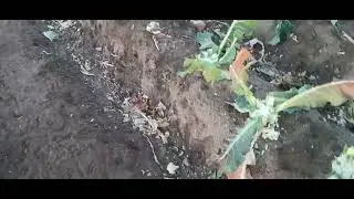 Como comen las cabras 🐐 y los borregos.
