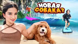 АМИНА ПРОСИТ НОВУЮ СОБАКУ 🤯 НАУЧИЛИСЬ СЕРФИТЬ 🤩 НОВЫЙ ОТЕЛЬ!!! VLOG