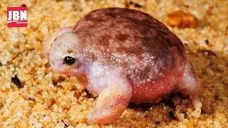 Aneh Tapi Nyata! 5 Katak Terunik Di Dunia