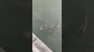 Можно сачком ловить!