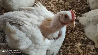 Наши курочки. Улучшайзеры😂 для содержания.