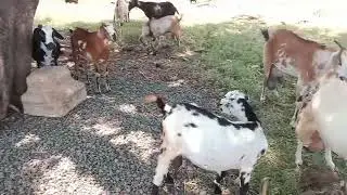 village goats