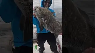Amazing black drum Raritan bay #fish #fishing #short #saltlife #njfishing #outdoors #nature #podcast