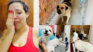 VLOG - CHOREI MUITO, TRAZENDO A SKY PARA MORAR COMIGO