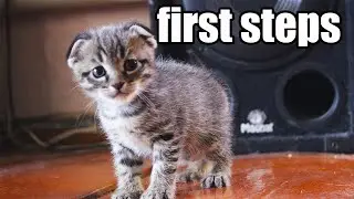 Kitten takes her first steps. Deaf cat mom Alice