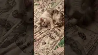 Жизнь удалась