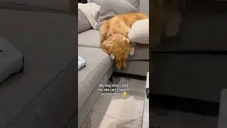 When you have a dramatic golden 🫠 #dogshorts #dogs #goldenretriever #puppy #pets #doglife