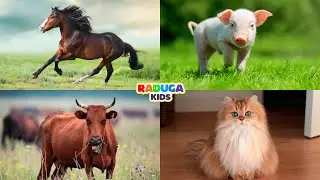 ДОМАШНИЕ ЖИВОТНЫЕ для ДЕТЕЙ. Учим животных. Развивающее видео.