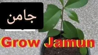 Grow Jaman from seed || Grow Jamun(Black Plum) from seed in container