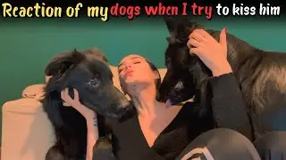 Reaction of my dogs when I try to kiss him