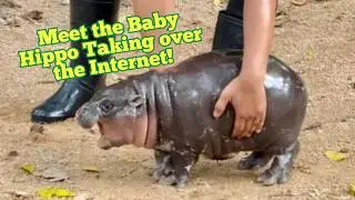 WARNING: This Baby Hippo is too CUTE to Handle! | Moo Deng’s Story to Internet Fame