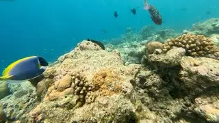 Swimming like a fish 🐟