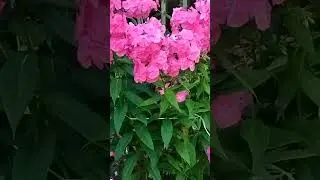 Цветущее лето. Флоксы.