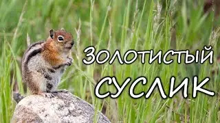 Золотистый суслик