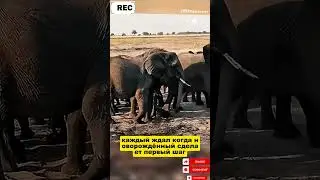 The birth of a baby elephant