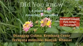 Did You Know : Lantana camara- Pohon Cente/Saliara untuk kesehatan