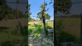 Scenic beauty of Village #shorts