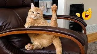 Funny Cat Caught Making a Scene 🤪😹 Funniest Cats Video 2026