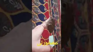 عصفورى يطلب النزول من يدى