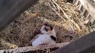 Живём в станице. Потихоньку, полегоньку. Так и день прошёл.