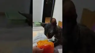 сфинкс Шанель ест хурму     06.12. 2021 г.
