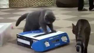 Смешные животные