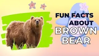Animal Facts: Brown Bear