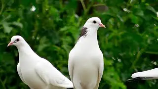 Обязательно Делайте это Голубям! Стоит ли Гонять голубей в Жару?