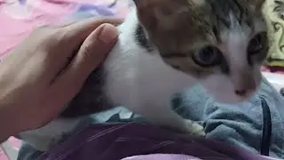 Cute Kitten