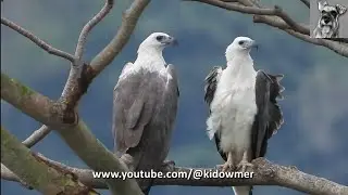Loving Papa & Mama SEA EAGLE Perched, Mating Closeup