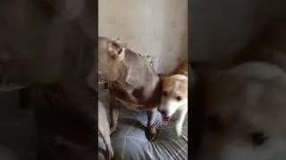 ЖИЗНЬ С КУЧАЙ СОБАК #dog  #top  #щенки #shorts  #американскийбулли  #корги #собака
