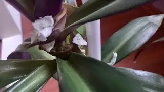 AĞ ÇİÇƏKLƏMİŞ QARA SEVDAM.😍