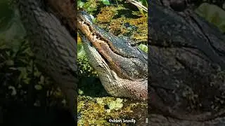 Grrr….   #bellows #alligator #nature
