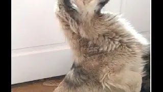 собачки 2
