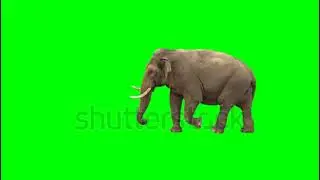 green screen elephant cartoon#greensceen #youtubeshorts #greenscreenanimal