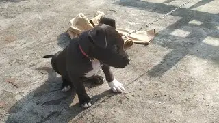 Pitbull puppy reaction eating feed #please subscribe #like and share