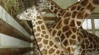 Giraffen Jungtier  (ca.4 Monate alt)