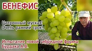 БЕНЕФИС - новейшая ГФ Бурдака А.В. Вкуснейший виноград очень раннего срока созревания!
