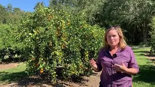 Growing Citrus Trees