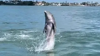 Dolphins put on a show in Little Sarasota Bay