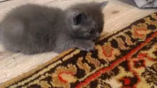 Ксюша с котятами чертенок кошка кошка и котята