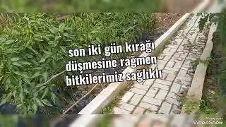 bitki antifirizi kullandık ,sonuç hobi günlüğü 211