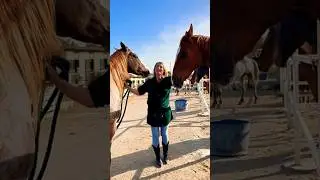 Спасённые лошади! Полное видео на канале! #Кипр 🇨🇾 #Horses