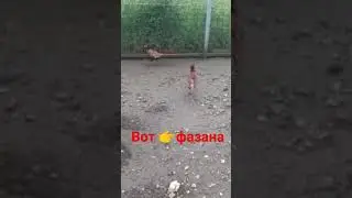 вот фазана северной Кавказа